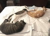 Hugo