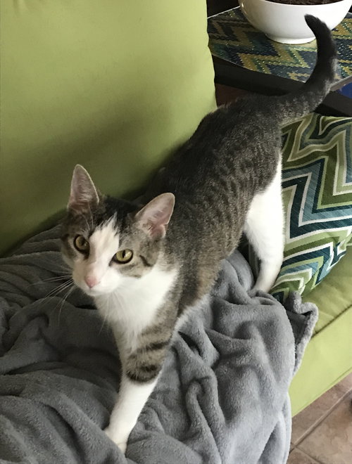 Hugo
