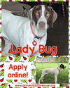 Lady Bug