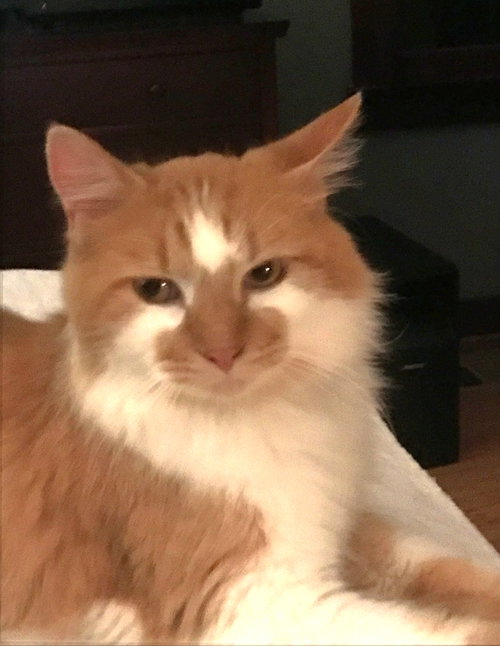 Hank