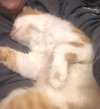 Hank