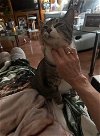 adoptable Cat in nashville, IL named Hudson