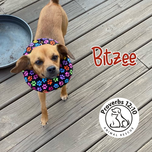 Bitzee