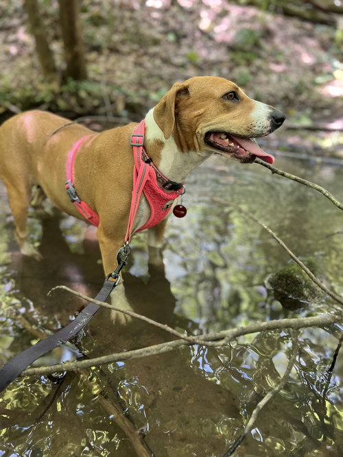 Dolly Belle