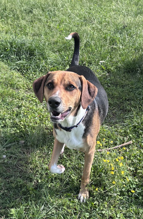 picture of the dog needing adoption