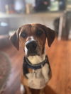 adoptable Dog in  named Birdie