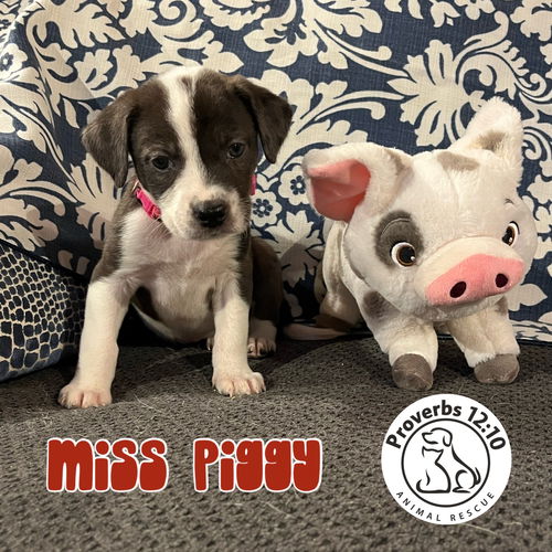 Ms.Piggy