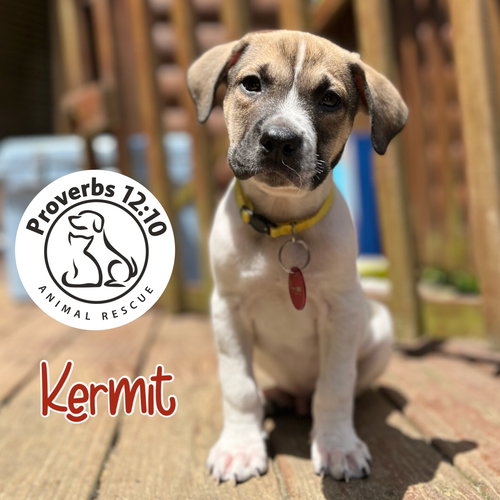Kermit