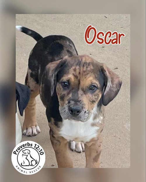 Oscar