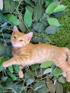 Mandarin