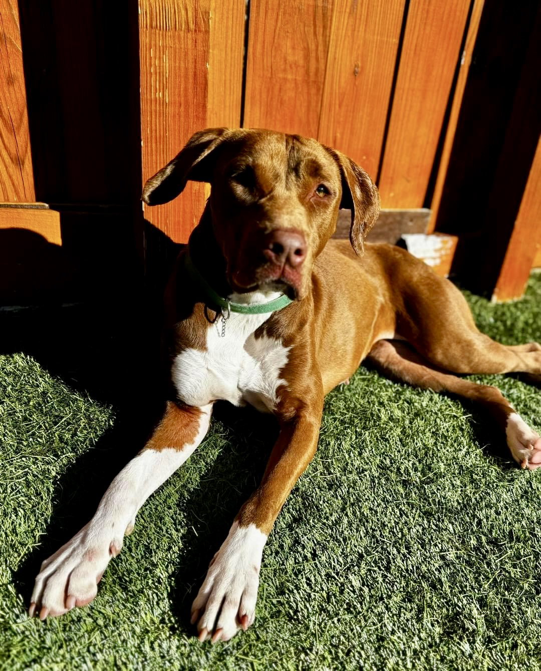 Dog adoption in Nashville, TN 37221 Terrier / Mixed (short coat) Dog