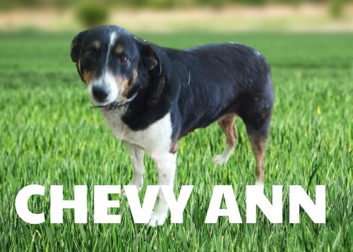 Chevy Ann