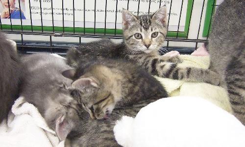 Kitty Three