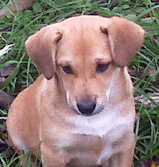Mocha