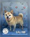 Lily Hill
