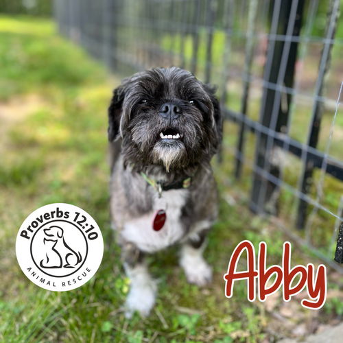 Abby Shih Tzu