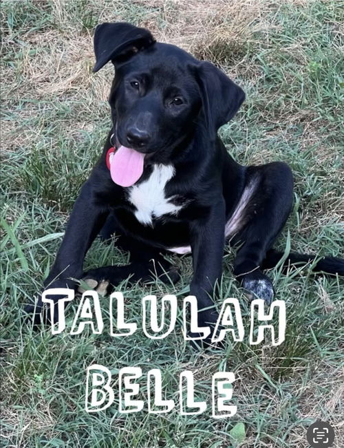 Talulah Belle