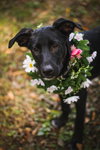 Tilly Belle