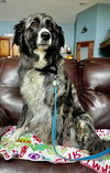 Dixie Kate