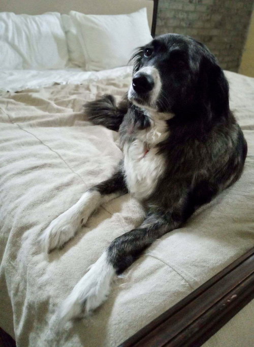 Dixie Kate