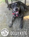 Dolly Kate