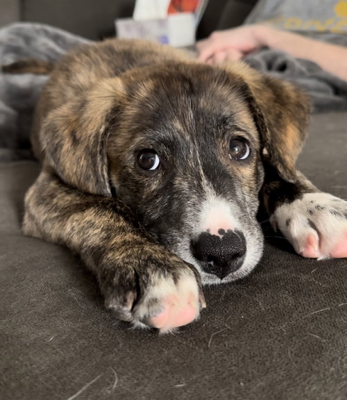 Winston