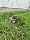 Winston