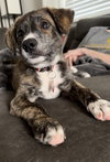 Winston