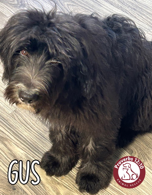 Gus