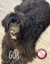 Gus