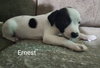 Ernest