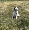 Ernest