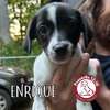 Enrique