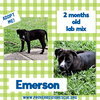 Emerson