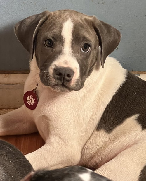 Otis