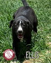Ellis