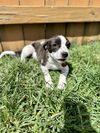 Ellie