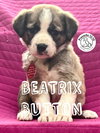 Beatrix Button
