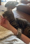Tootsie