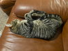 Tootsie