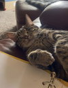 Tootsie