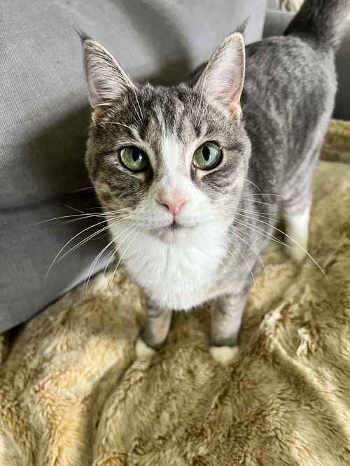 picture of the cat needing adoption