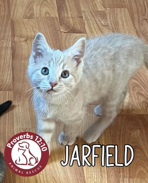 Jarfield