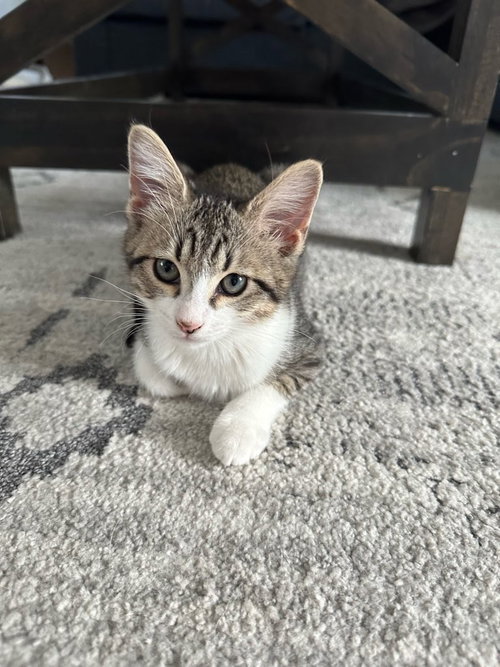 Lilo