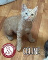 Celine