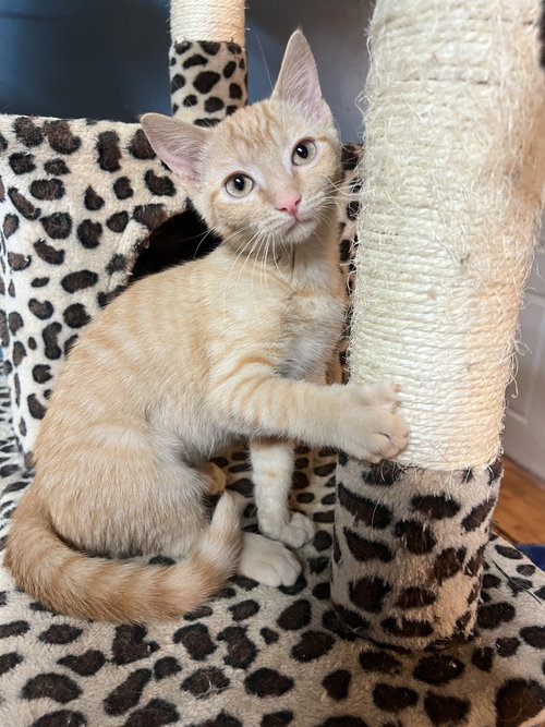 Cora
