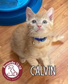 Calvin