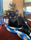 adoptable Cat in nashville, IL named Bear