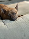 Reuben
