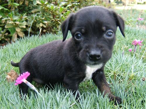 Little Inez H